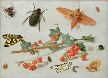 Ein Zweig roter Johannisbeeren mit einem Elefantenfalter, einem Magpie-Motte und anderen Insekten, 1657
